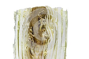 Spoiled Rotten Cabbage Isolated on a White