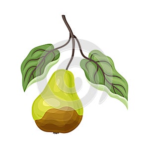 Spoiled and Rotten Pear Fruit with Skin Covered with Stinky Rot Vector Illustration