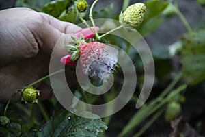 Spoiled strawberries in the garden. Woman hand hold a strawberry with mold on it