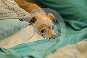 Spoiled sulky long haired Chihuahua snuggled in a human bed