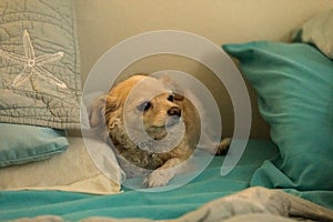 Spoiled sulky long haired Chihuahua snuggled in a human bed