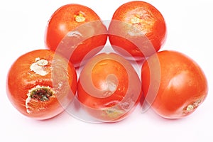 Spoiled tomatoes covered with mold