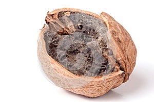 Spoiled walnut with mold isolated on white background closeup