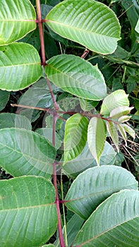 Spondias dulcis ambarella amara plant stock