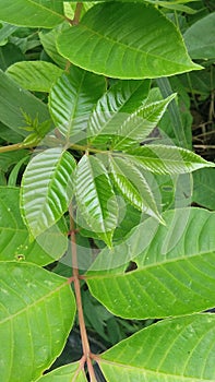 Spondias dulcis ambarella amara sour leaves