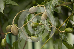 Ambarella fruit. that grows in the yard of the office with a fresh sweet sour taste photo