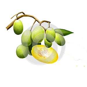 Spondias dulcis known commonly as ambarella. Equatorial or tropical tree, with fruit containing a fibrous pit. Kedondong, buah