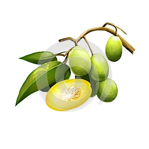 Spondias dulcis known commonly as ambarella. Equatorial or tropical tree, with fruit containing a fibrous pit. Kedondong, buah