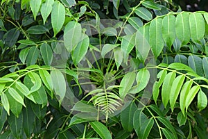 Spondias mombin plant`s leaves in nature photo
