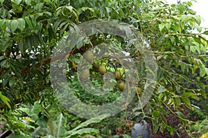 Spondias mombin plant`s leaves in nature. unripe fruits spondias mombin or spondias purpurea var