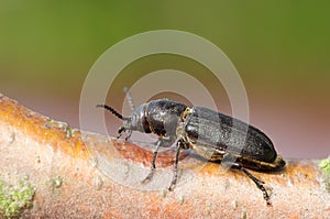 Spondylis buprestoides