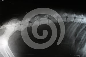 Spondylopathy on lumbar vertebra L6 and L7 by dog