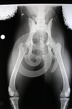 Spondylopathy on lumbar vertebra L6 and L7 by dog