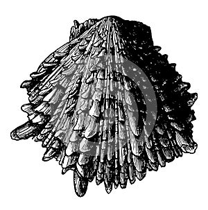Spondylus Crassisquama vintage illustration