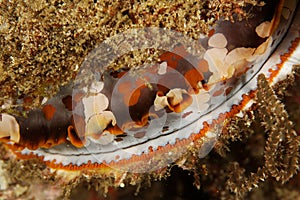Spondylus varius - Andaman Sea