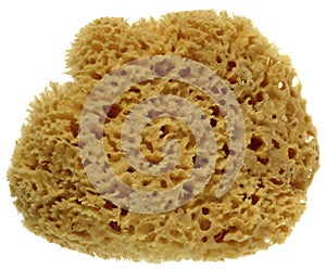 Sponge