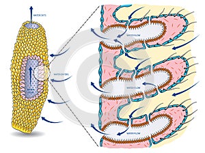 Sponge anatomy-water circulation