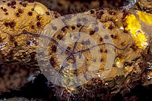 Sponge brittle star,marine ,invertebrate