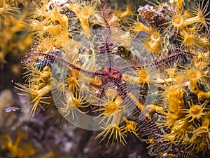 Sponge brittle star,marine ,invertebrate