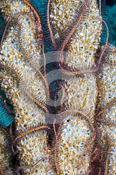 Sponge Brittle star