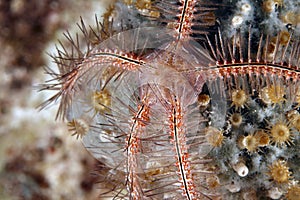 Sponge brittle star (ophiothrix suensonti)