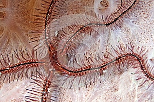 Sponge brittle star (ophiothrix suensonti)