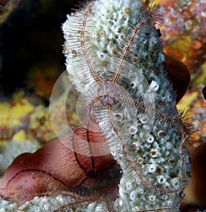 Sponge brittle star (ophiothrix suensonti)