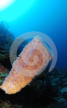 Sponge in clear blue sea