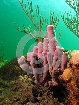 Sponge Coral