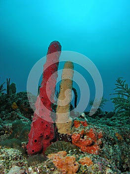 Sponge Coral