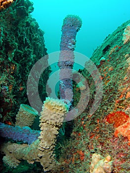 Sponge Coral