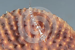 Sponge Goby Bryaninops sp