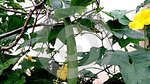 Sponge gourd creeper fruit photo