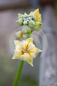 Sponge Gourd flower or Luffa cylindrica in nature garden
