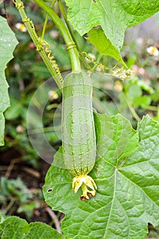 Sponge Gourd in garden