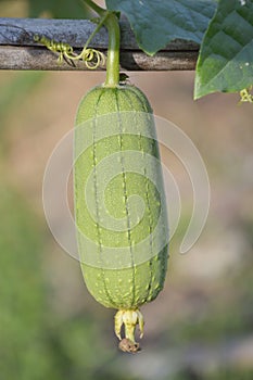 Sponge Gourd in garden