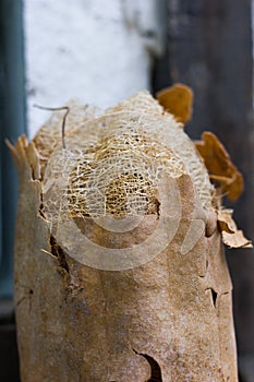 Sponge Gourd scientific name: Luffa cylindrica