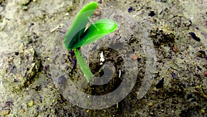 Sponge gourd seeds germination close up