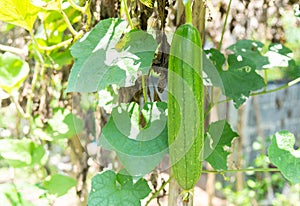 Sponge gourd, Smooth loofah, Vegetable sponge, Gourd towel, green fruit grows in the garden.