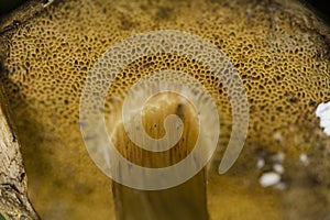 Sponge like mushroom gills