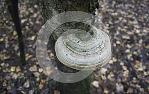 Sponge mushroom on a broken birch trunk. Mushroom growing on a tree trunk birch. Tree fungus on a fallen birch trunk. View of hub