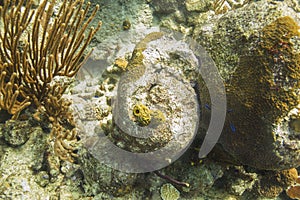 Sponge in a reef