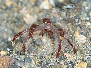 Sponge Spider Crab, Oncinopus Spp.. Lembeh, North Sulawesi