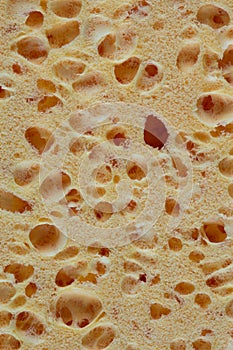 Sponge structure background texture