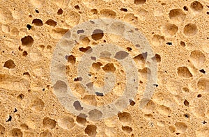 Sponge texture