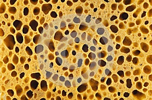 Sponge texture