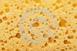 Sponge Texture