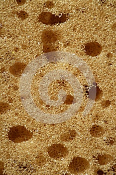 Sponge texture background, macro detail of surface