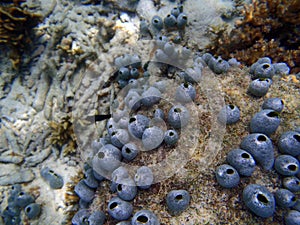 Sponge on a tropical coral reef wall