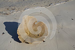 Sponge washed ashore by the Indian Ocean